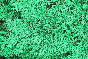 Juniper green branches close up. Simple nature background. Colorful and bright background.