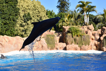 delfin © Javier