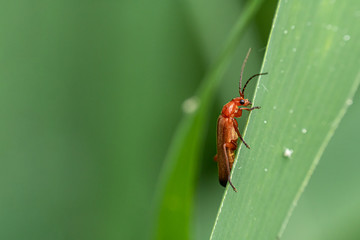 Red soft-beetle (Rhagonycha fulva) on a reed leaf