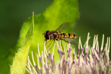 Hoverfly (Syrphidae) above a flower, macro shot