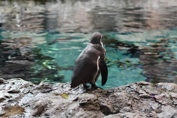 pinguino