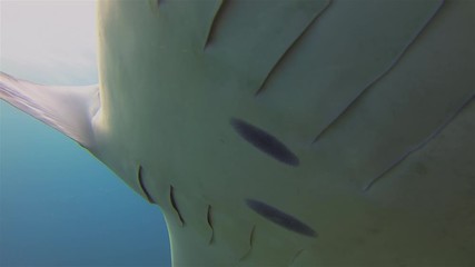 Big Mantaray Close Up. Manta Ray Or Reef Manta Swimming Over Sunlit Reef In Blue Sea Water. Pelagic Filter Feeder & Underwater Wide Angle View Of Marine Life