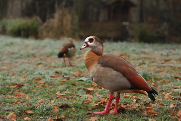Goose living free in nature