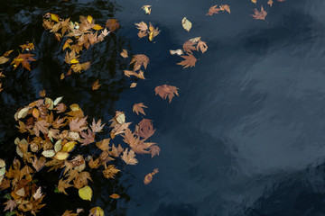 Autumn leaves floating on the surface of water