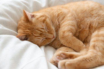 ベットの上で寝る猫