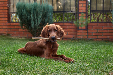 Irish setter puppy lies on the lawn grass. Irish setter red color. The dog guards the territory near the house.