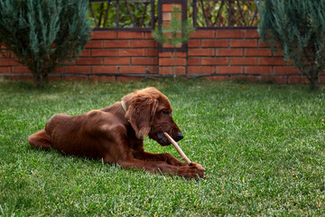 Irish setter puppy lies on the lawn grass. Irish setter red color. The dog guards the territory...