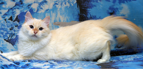 White fluffy thai cat
