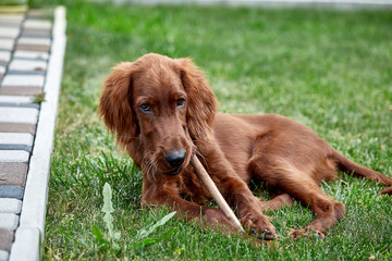 Irish setter puppy lies on the lawn grass. Irish setter red color. The dog guards the territory near the house.