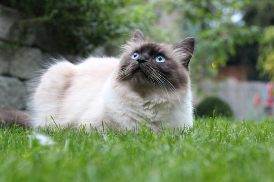 Ragamuffin Kater