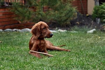 Irish setter puppy lies on the lawn grass. Irish setter red color. The dog guards the territory...