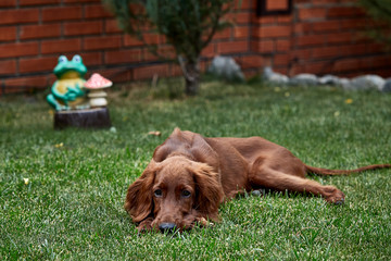 Irish setter puppy lies on the lawn grass. Irish setter red color. The dog guards the territory...