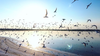 A flock of seaguuls flying above the solt lake at the sunset