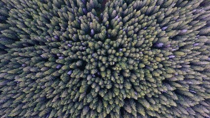 Wild forest frome above. Aerial forest view