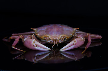 Crab on a black background