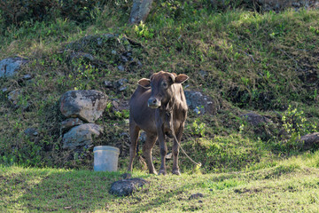 Cow, Rodrigues Island, Mauritius