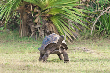 Aldabra giant tortoise at Francois Leguat Tortoise Parc, Rodrigues Island