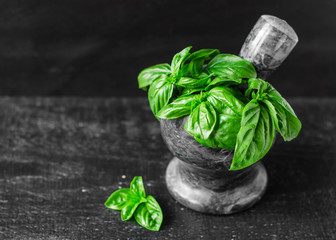 Fresh green basil plant on the black wooden background. Close up.