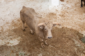 Spanish brave fight bull in the stable, Spain