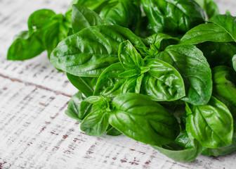 Basil. Fresh basil on the white table