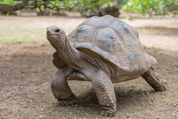 Aldabra giant tortoise at Francois Leguat Tortoise Parc, Rodrigues Island
