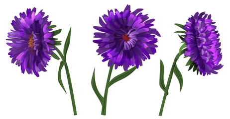Collection of asters (Michaelmas daisy). Purple, blue, violet daisy flowers, green stems, leaves on white background. Digital draw, illustration in watercolor style for design, vector