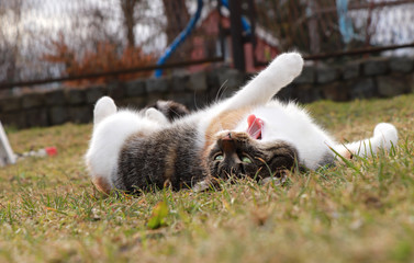 Fototapeta premium Our colored domesticated felis catus domesticus has a nap after lunch. Unfortunately she has whole day not only after dinner. Kitten with open mounth. Brown and orange back and white belly