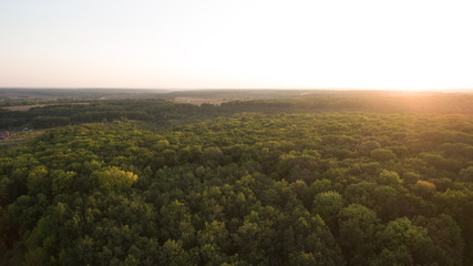 Fototapeta premium Green forest and many trees from a height.