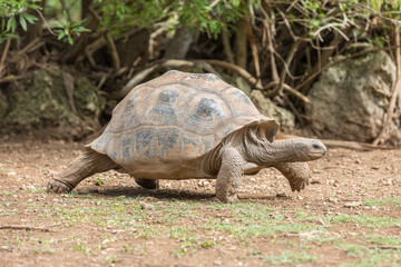 Aldabra giant tortoise at Francois Leguat Tortoise Parc, Rodrigues Island
