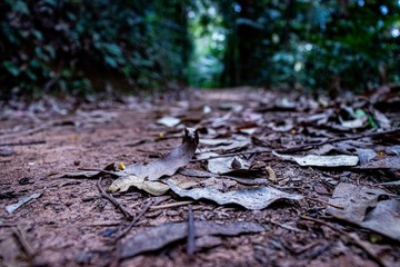folhas, natureza, verde, floresta, nature, Forest, autumn, mushroom, tree, fungi, fungus, leaves, wood, leaf, green, moss, brown, woods, mushrooms, season, grass, plant, texture, path