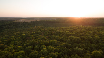 Obraz premium Green forest and many trees from a height.