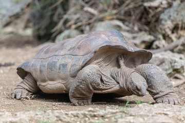 Fototapeta premium Aldabra giant tortoise at Francois Leguat Tortoise Parc, Rodrigues Island