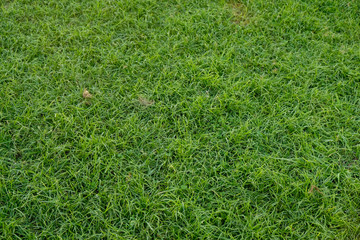 cesped crecido verde