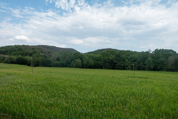 The green way of the carrilet path of Olot