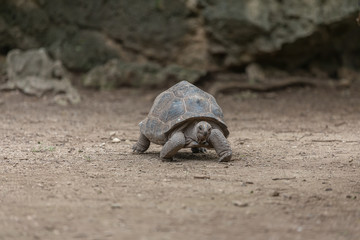 Aldabra giant tortoise at Francois Leguat Tortoise Parc, Rodrigues Island