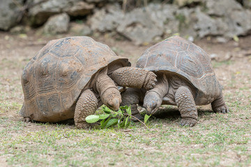 Aldabra giant tortoise at Francois Leguat Tortoise Parc, Rodrigues Island