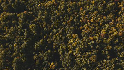 Green forest and many trees from a height.