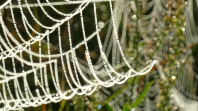 Drops of dew on a web in the branches of the dry grass