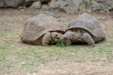 Aldabra giant tortoise at Francois Leguat Tortoise Parc, Rodrigues Island