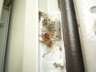 Spider with cubs