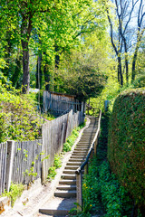 Long empty flight of steps leading to woodland