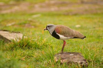 Lapwing on guard