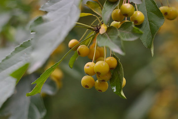 Yellow berries on a green autumn branch