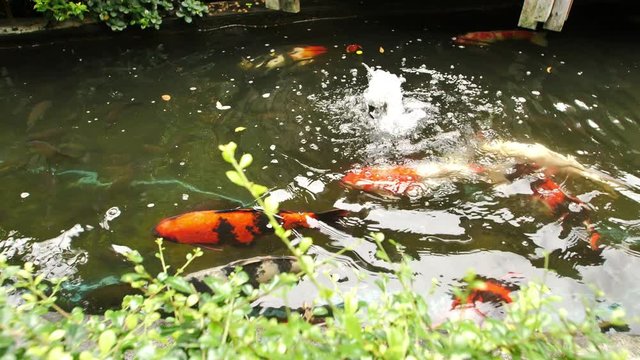 Colorful koi fish swimming in pond and morning sunshine. Slow Motion
