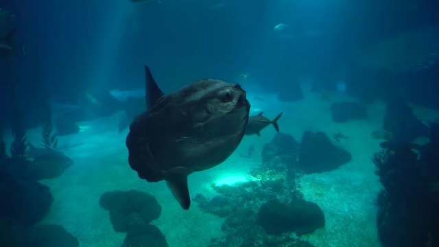 Big sunfish swims in the turquoise waters of the ocean. undersea world