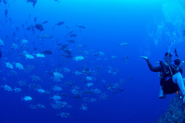 パラオ_ペリリュー_スキューバダイビング