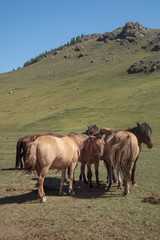 Mongolian Horse