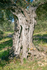 Fototapeta na wymiar oliviers