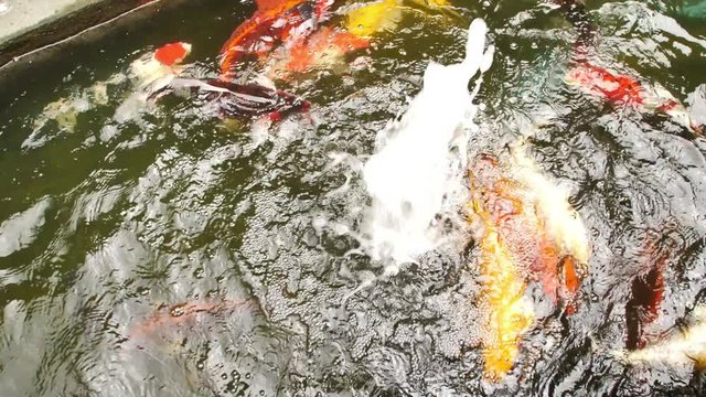 Colorful koi fish swimming in pond and morning sunshine. Slow Motion
