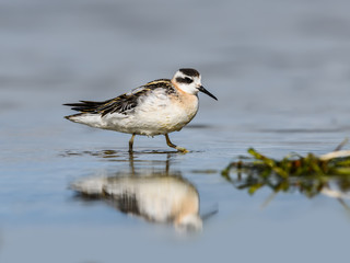 Red-necked Phalarope Foraging on the Pond in Summer